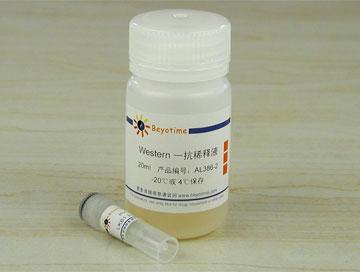 LKB1抗体(兔多抗)